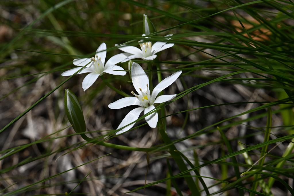 3035-05268629 Tower Hill Botanic Garden, MA.JPG - Star-of-Bethlehem. New England Botanic Garden at Tower Hill, MA, 5-26-2025